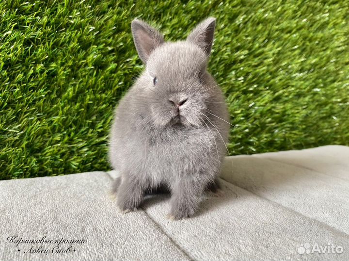 Цветной карликовый декоративный кролик