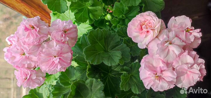 Пеларгония герань Ю-Менуэт