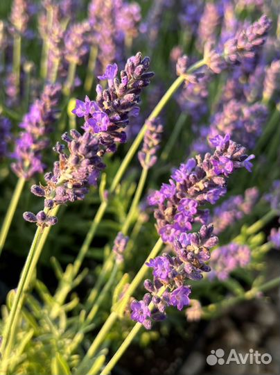 Лаванда узколистная