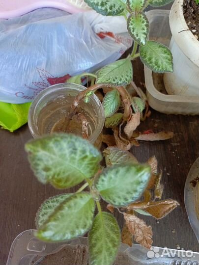 Зефирантес выскочка белая и красная