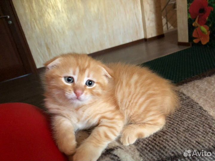 Вислоухие котята