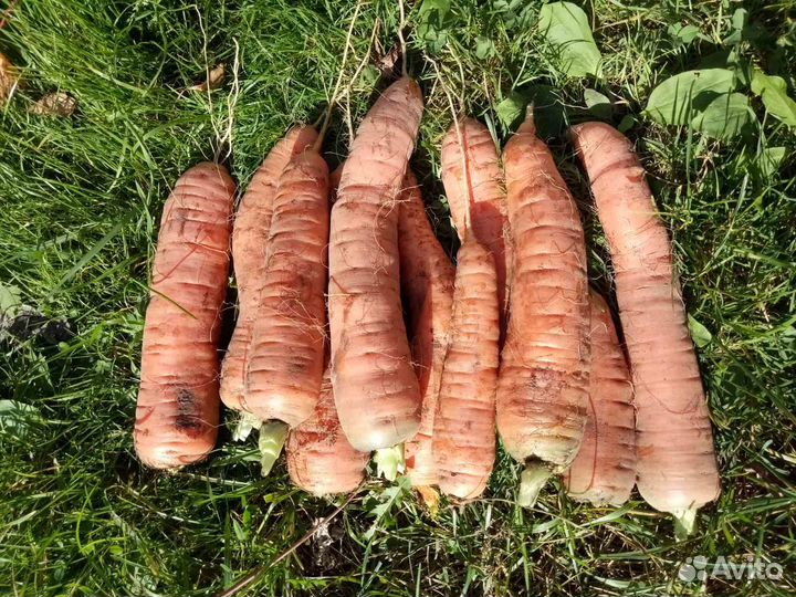 Продам морковь