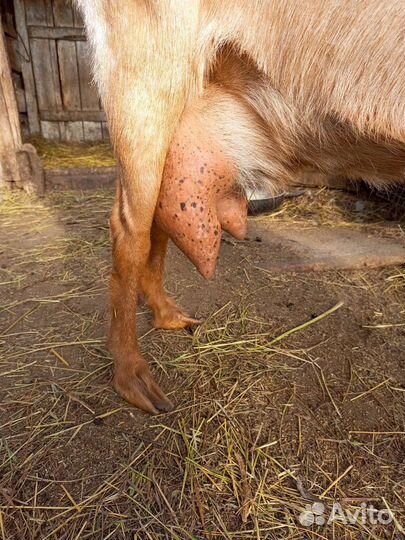 Альпийские козлята, 2козочки и козлик