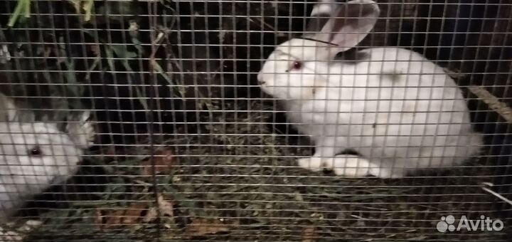 Белый паннон