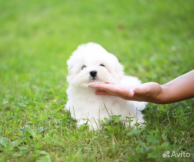 Мальтезе мини мальчик