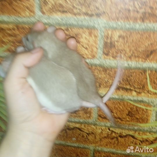 Крысы Дамбо,ручные