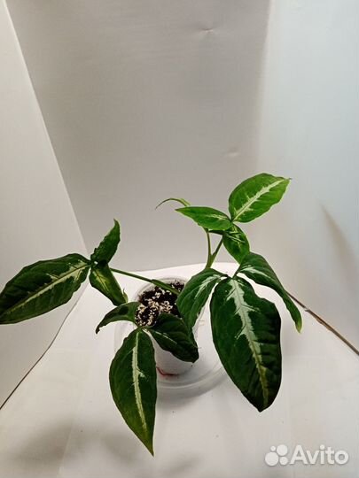 Сингониумы