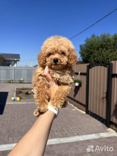 Девочка той пудель