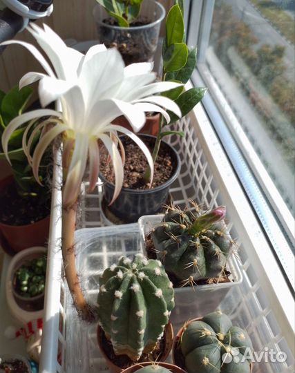 Кактусы,суккуленты