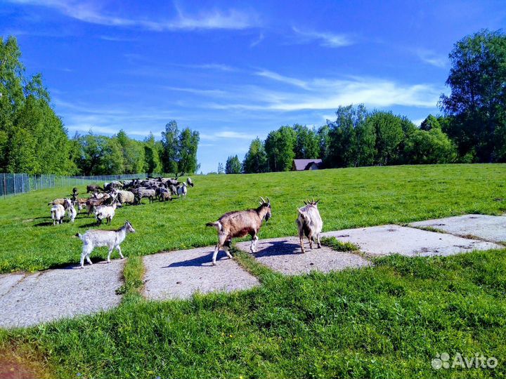 Романовские овцы ягнята бараны