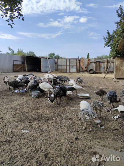 Индюки домашние