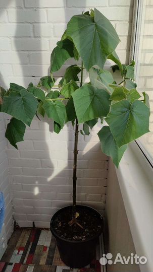 Саженцы павловния