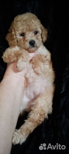 Той-пудель девчули