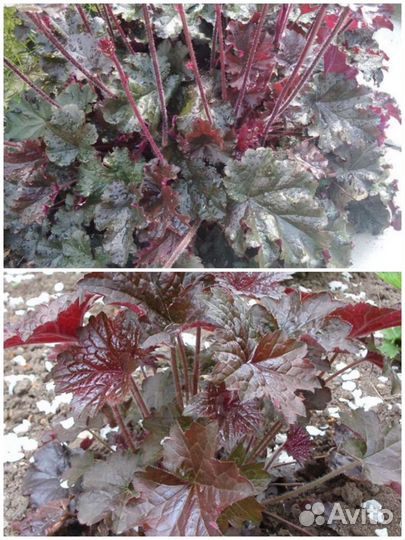 Гейхеры, бересклет