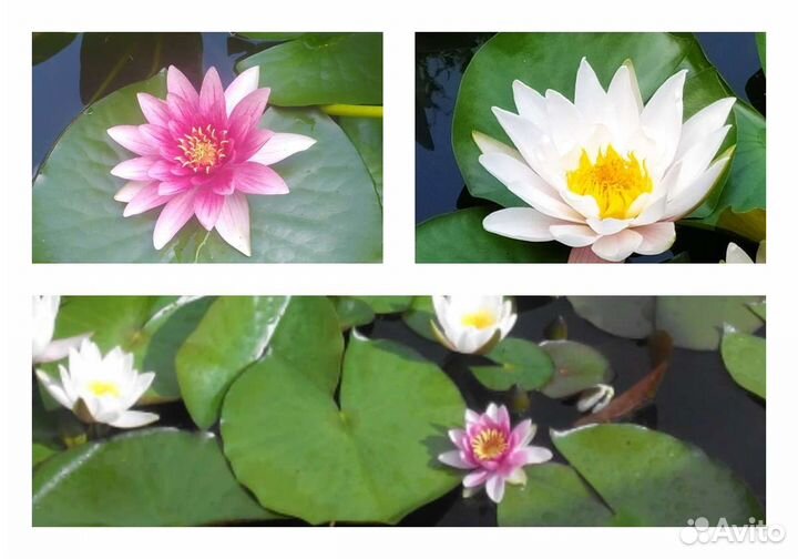Нимфея красная, белая
