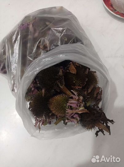 Саженцы эхинацеи