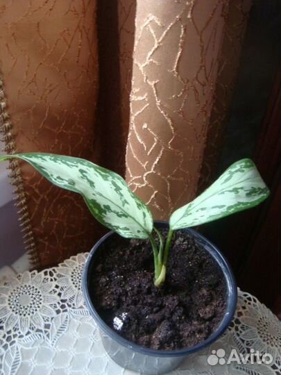 Аглаомена Гибискус