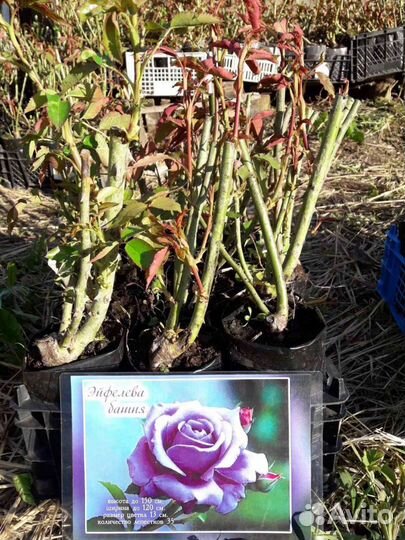 Розы Английские саженцы