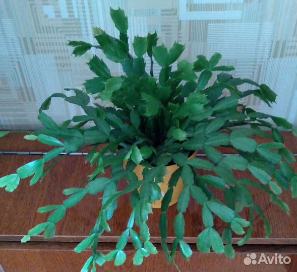 Декабрист, 4 цвета