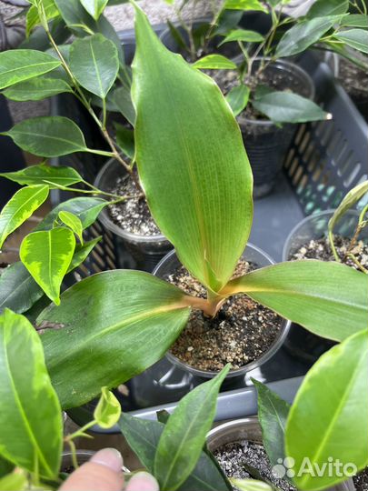 Комнатные растения