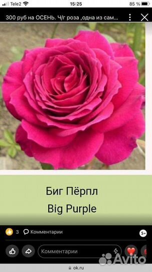 Саженцы роз в Волжском