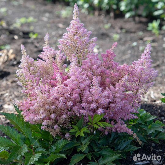 Многолетние цветы