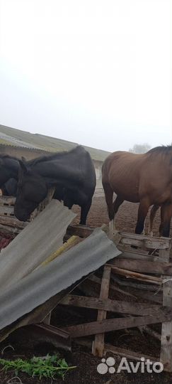 Продам лошадей