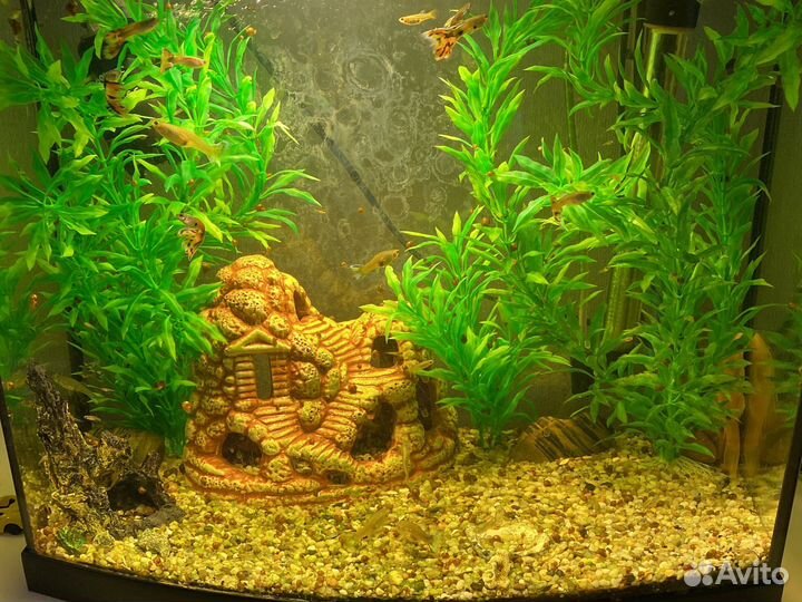 Аквариум с рыбками