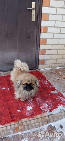 Вязка пекинес