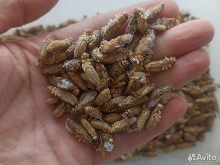 Корм для стрижа. Корм для стрижей и других птиц