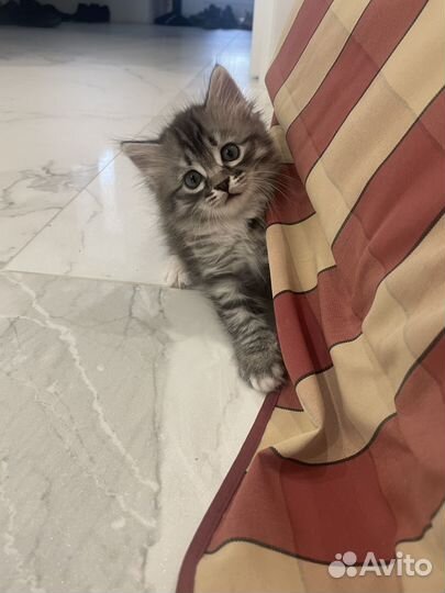 Милая кошечка