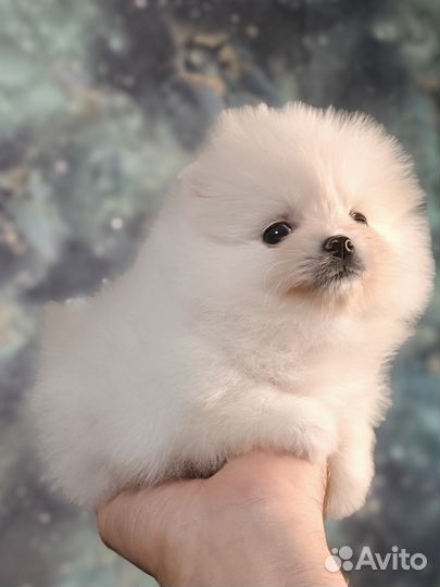 Шпицы мини малыши