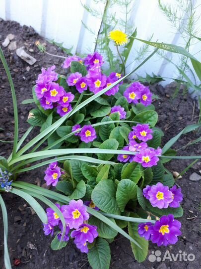 Необычный ирис и др многолеткиОт