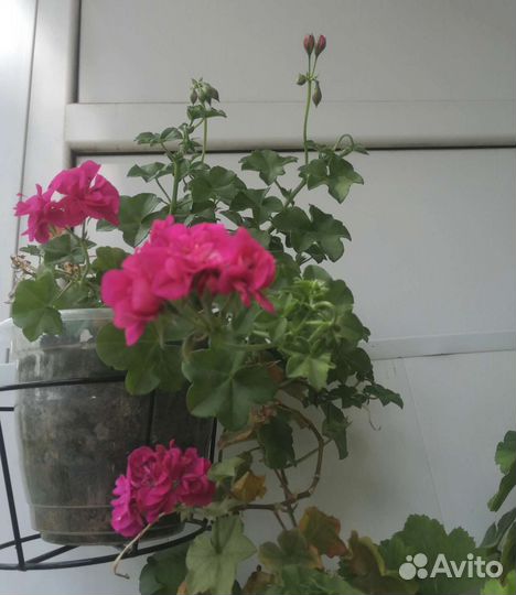 Герань пеларгония розебудная и ампельная