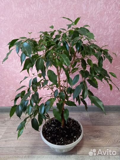 Фикус бенджамина