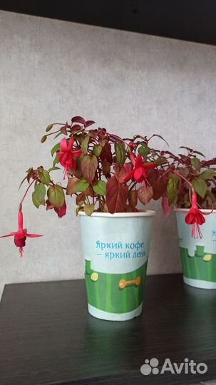 Фуксия Маринка