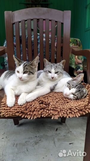 Котята в добрые руки