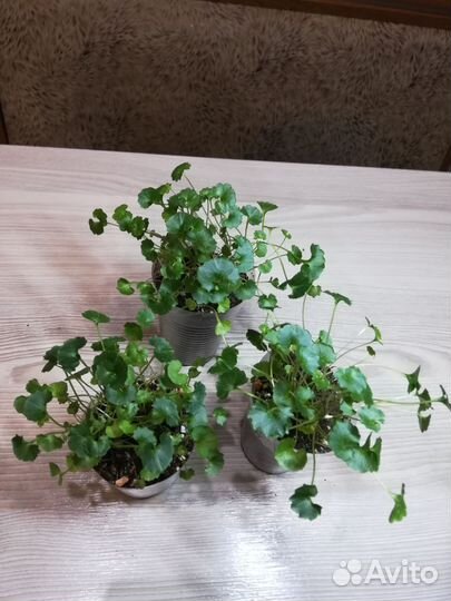 Кампанула Портеншлага
