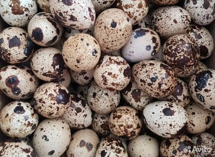 Яйца перепелиные