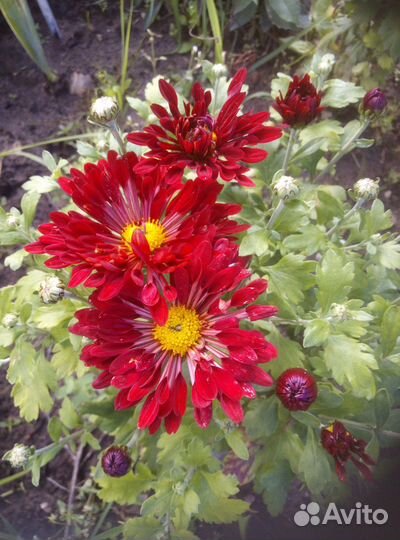 Хризантема