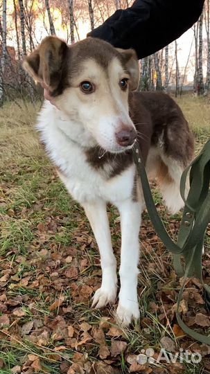 Добрая и ласковая Шейла мечтает о доме