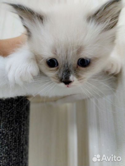 Котенок рэгдолл