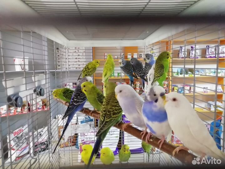 Продаю волнистых попугайчиков