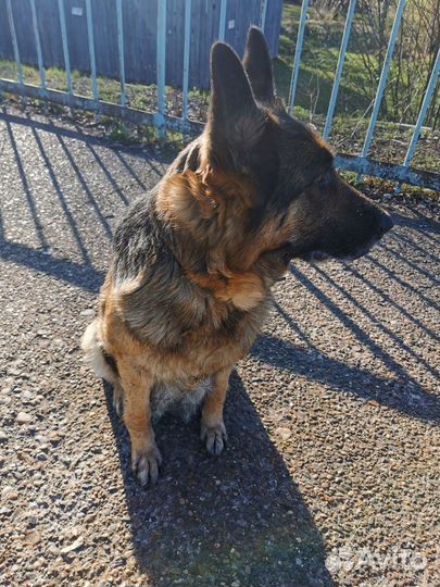 Щенки немецкой овчарки