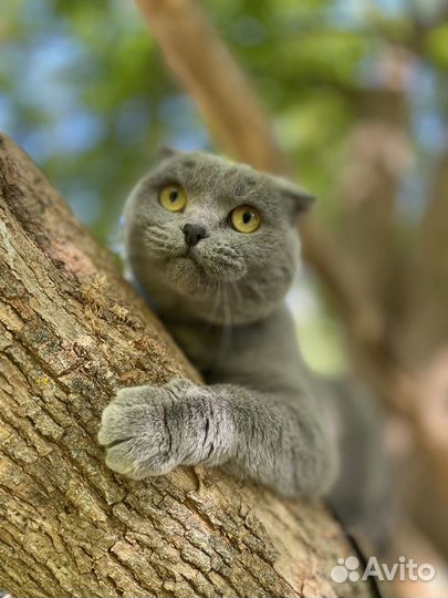 Британская вислоухая кошка