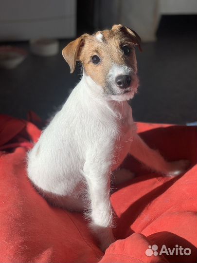 Щенки Парсон рассел терьера