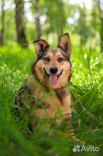 Небольшая красотка Ася в дар из приюта