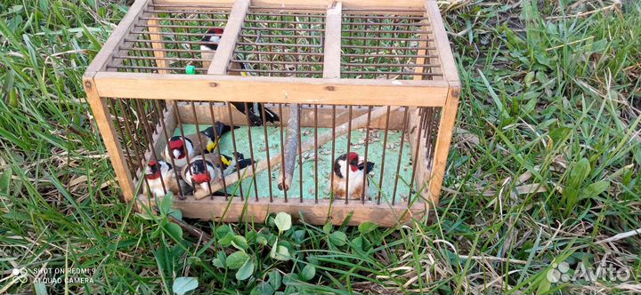 Птица щегол