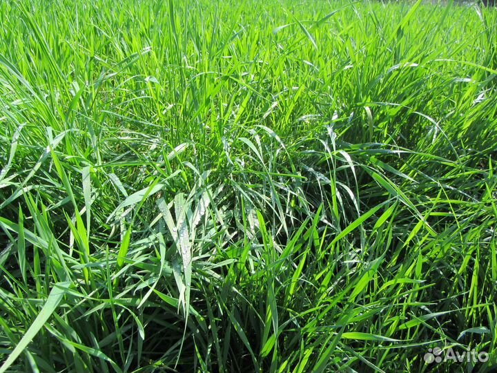 Семена Райграс пастбищный