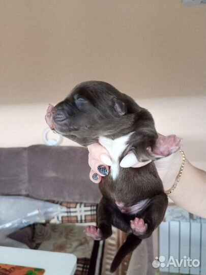 Щенки лабрадора